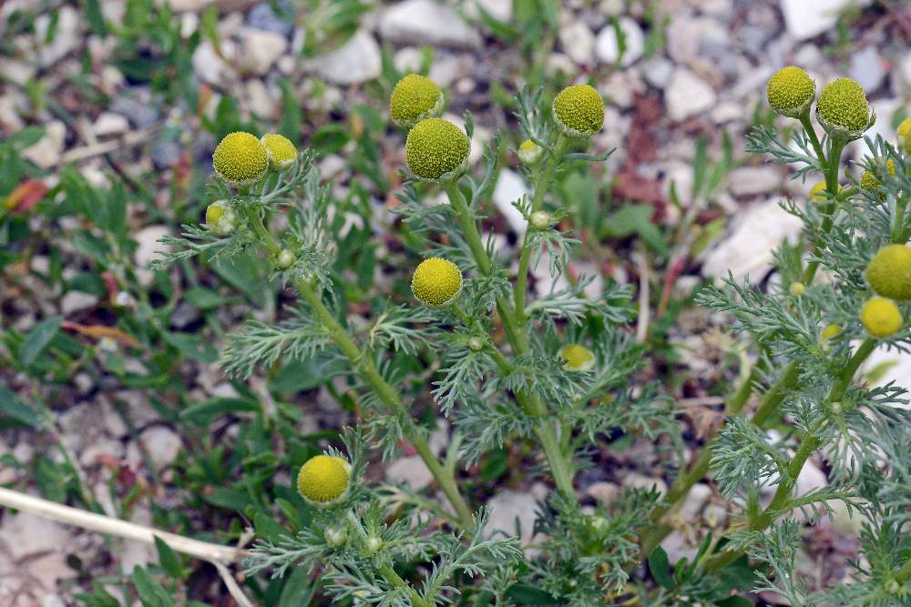 Matricaria discoidea / Falsa camomilla